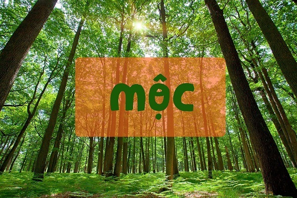 Mệnh Mộc hợp hướng nào